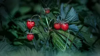 Названы самые полезные весенние ягоды и фрукты