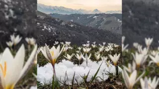 Штраф - 10 миллионов тенге. Как могут наказать любителей подснежников