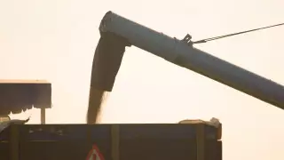 Причины запрета на ввоз пшеницы автотранспортом в Казахстан назвали в МСХ