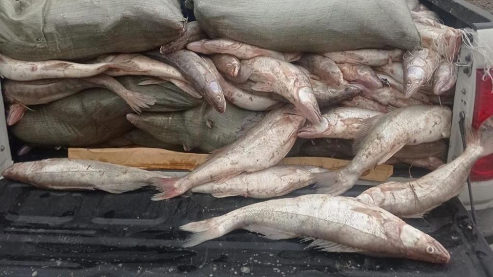 830 килограммов незаконно выловленной рыбы выявили в Алматинской области