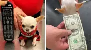 Найдена самая маленькая собака в мире