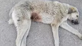 "Кишка вываливается": у бездомных собак тяжелые осложнения после операций за счет госбюджета