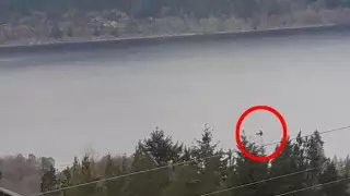 Турист заснял на фото "Лох-несское чудовище"