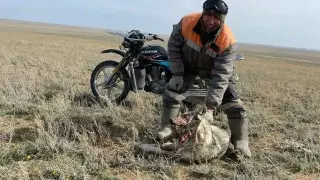 Найти издевавшегося над волком живодера призвали полицию Алматинской области