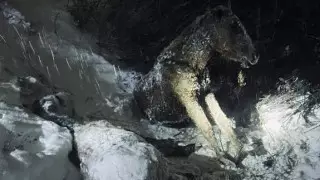 Поезд сбил семь лошадей в Павлодарской области