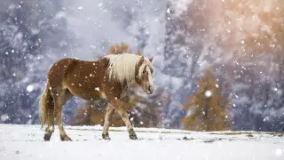 Морозы до 13 градусов и снег: погода в Казахстане 19 апреля