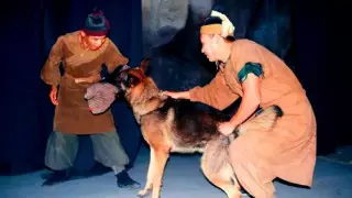 Безумное шоу с волками в Китае вызвало споры в TikTok