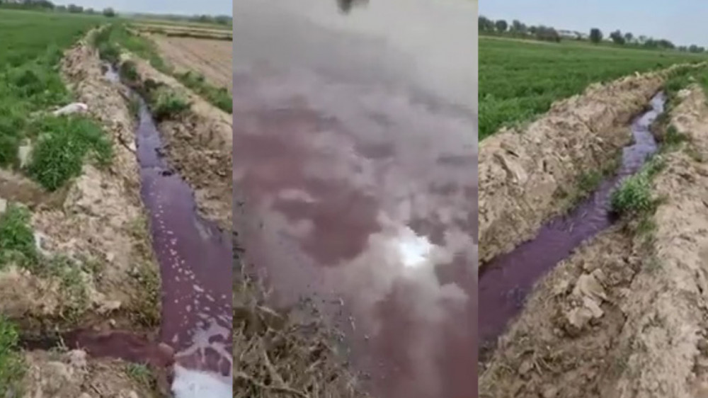 Кровавая вода попадает на поля в Туркестанской области: экологи заявили о загрязнении
