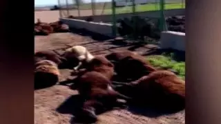 Более 300 голов овец погибли после приема сомнительных лекарств в Туркестанской области