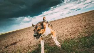 Бродячие животные. Опыт каких стран может быть полезен Казахстану