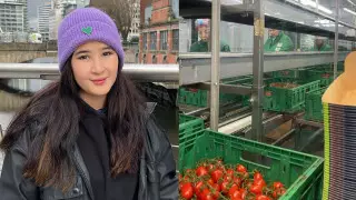 "Неинтересно, но прибыльно". О работе на ферме в Англии рассказала казахстанка