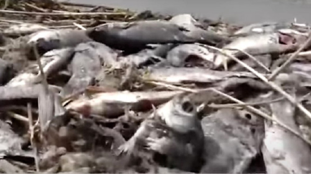 Сотни карасей погибли в озере Теренколь в СКО