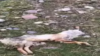 "Кроме чабанов, некому травить": в алматинских горах вымирают лисы и волки