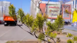 Масштабное озеленение: активная посадка деревьев ведется в Астане