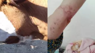 На нашествие комаров пожаловались жители Туркестанской области