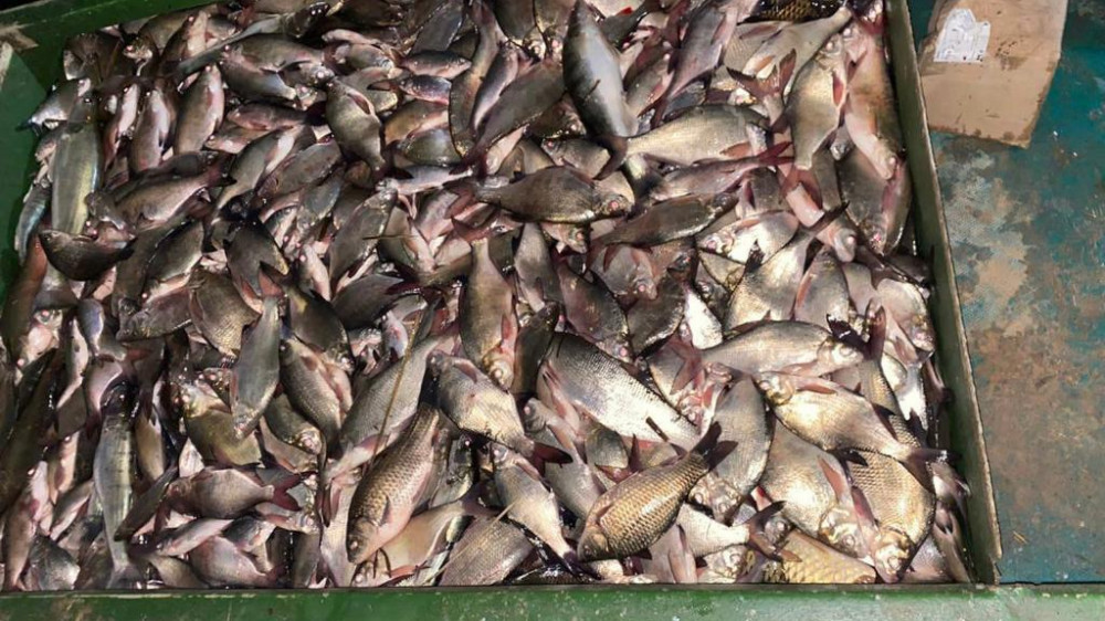 Тонну рыбы незаконно перевозили в Атырауской области