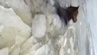 Очистить Есиль от гниющих трупов просят фермеры в Акмолинской области