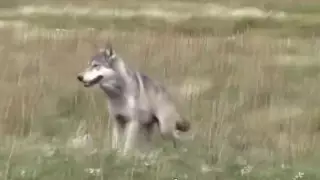 В инспекции отреагировали на "травлю" диких животных в алматинских горах