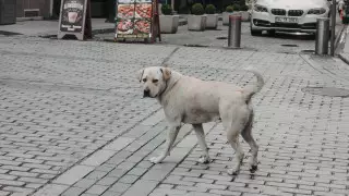 Бродячие животные в Стамбуле: могут ли в Турции брать пример с Казахстана