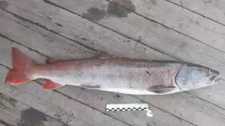 Штраф в три миллиона тенге грозит казахстанцу за вылов одной рыбы