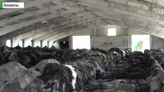 В Алматинской области сельчане задыхаются от трупного запаха