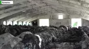 В Алматинской области сельчане задыхаются от трупного запаха