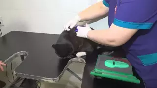 В Павлодаре начали чипировать собак и кошек