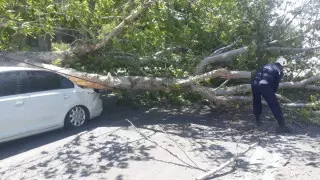 Ураганный ветер в Шымкенте повалил дерево на авто