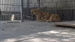 В зоопарке Алматы рассказали о состоянии найденных в подсобке львят