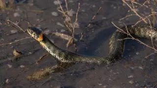 Два жителя Актобе стали жертвами нападения ядовитых змей