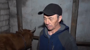 Казахстанская корова попала на страницу мирового модного издания
