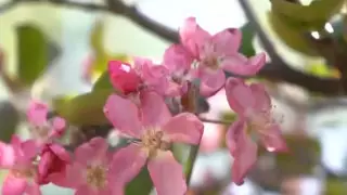 Фестиваль "Цветение яблони Сиверса" прошел в Жетысу