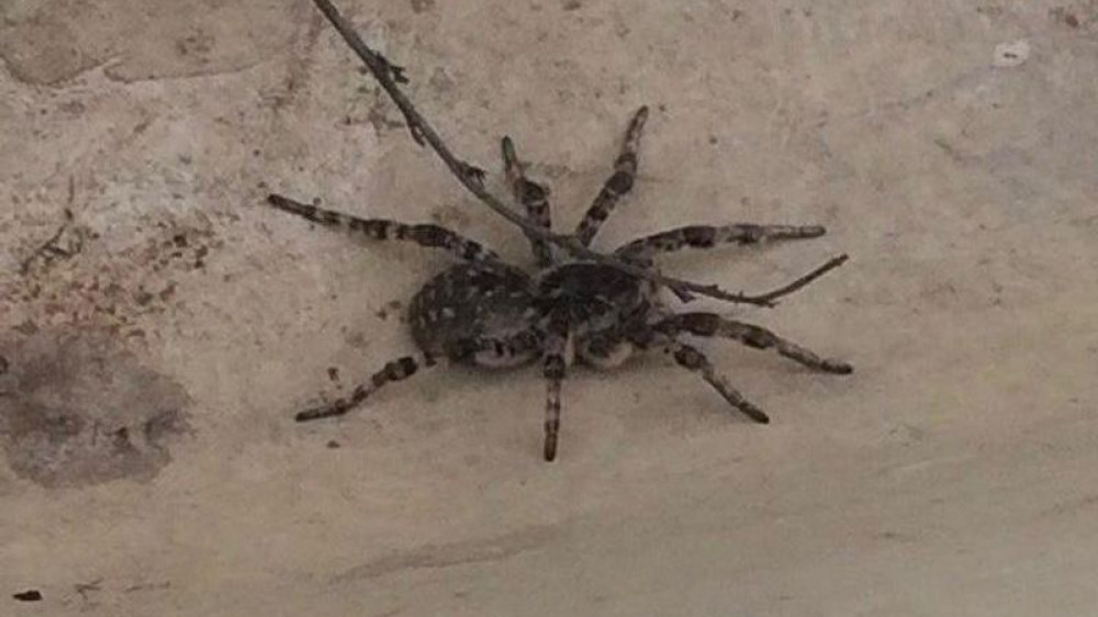 Огромные пауки забираются в дома жителей Уральска