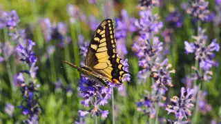 36-градусная жара, заморозки и дожди: прогноз погоды в Казахстане на 12 мая