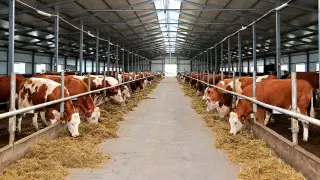 В СКО запустили еще одну молочную ферму
