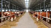 В СКО запустили еще одну молочную ферму