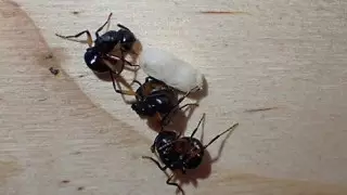 Притворились мертвыми: ученые нашли уникальную колонию муравьев на острове Кенгуру