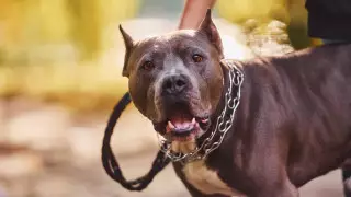 Собака напала на 3-летнюю девочку в Костанайской области