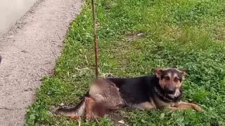 Живодеры пригвоздили овчарку к земле арматурой в Атырау