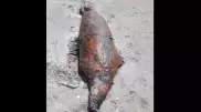 Специалисты выдвинули три версии гибели каспийского тюленя