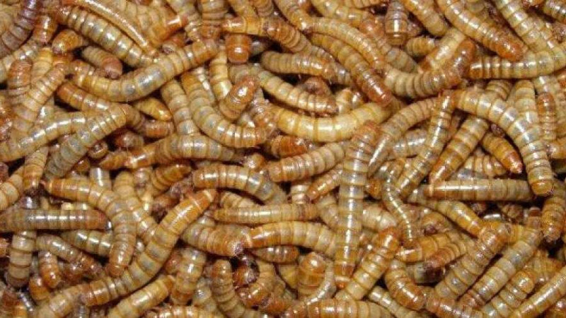 Фото:mealwormfarmingsolutions