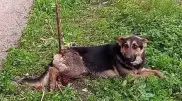 "Сама получила травму". Подробности о пригвожденной арматурой собаке выяснили полицейские