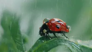 Сильные дожди и шквал прогнозируют на выходные в Казахстане