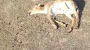 150 туш мертвых сайгаков обнаружили в ЗКО