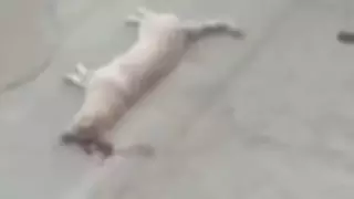 В Степногорске мужчина на глазах у соседей выбросил собаку с 5-го этажа