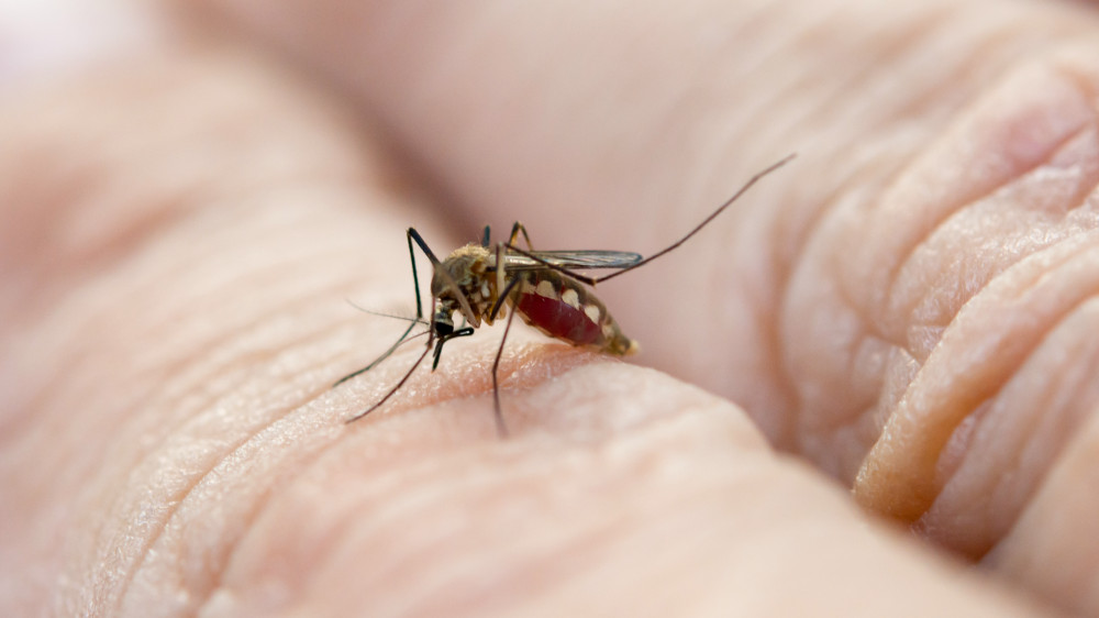 1,2 миллиарда тенге выделили на травлю комаров в Павлодарской области