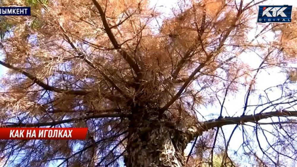 Деревья гибнут в парках Шымкента