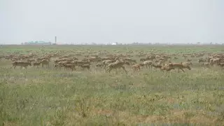 "Решений нет" - аким ЗКО о ситуации с сайгаками на западе страны
