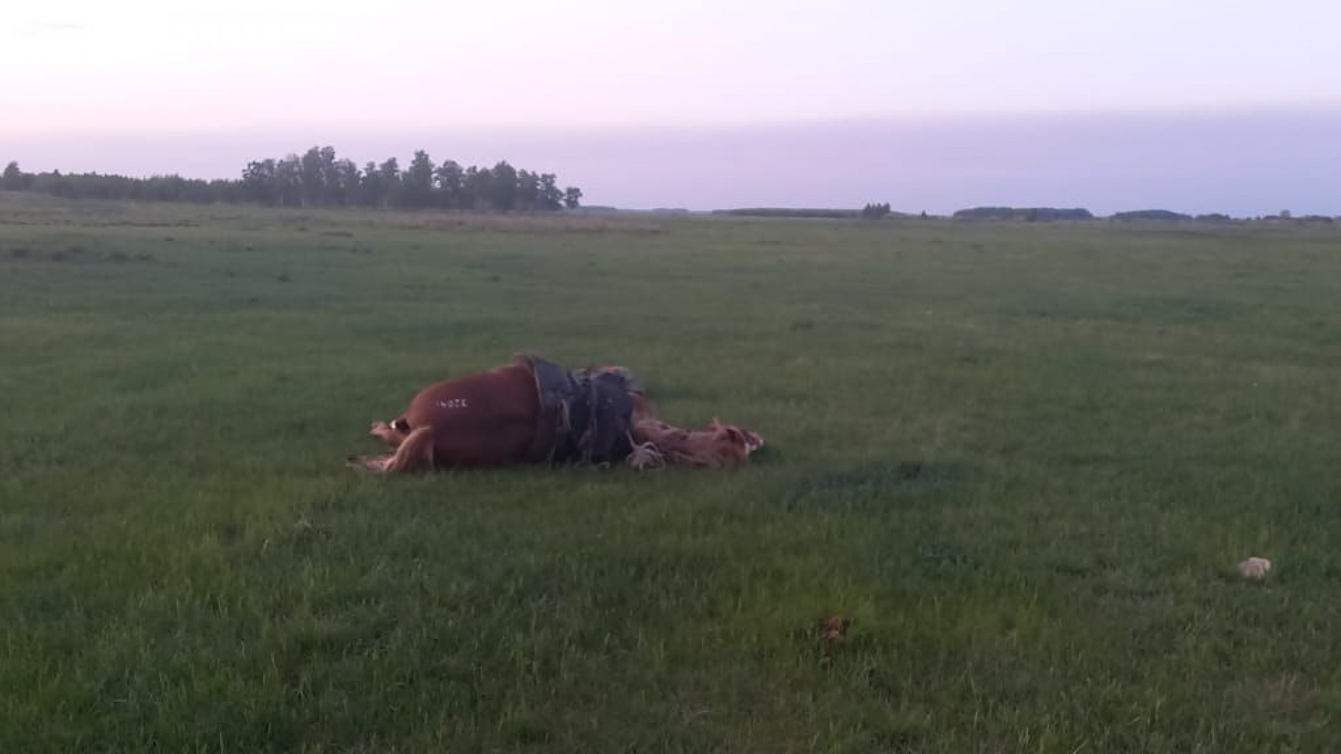 Молния убила пастуха и лошадь на севере Казахстана: 26 мая 2023 17:06 -  новости на Tengrinews.kz