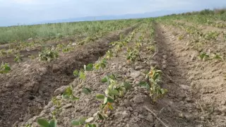 Түркістан облысында шаруалар бірінен соң бірі банкротқа ұшырап жатыр